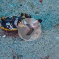 2018-10-22-04FlammendeSepia