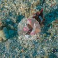 2018-10-22-06FlammendeSepia
