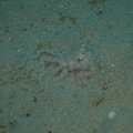 2018-10-22-07LangarmOctopus