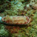 2018-10-23-13Schnecke