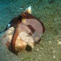 2018-10-24-02Octopus