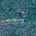 2018-10-24-06Schnecke