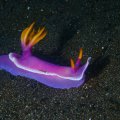 2018-10-24-12Schnecke
