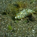 2018-10-24-20Schnecke