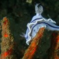 2018-10-24-25Schnecke