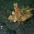 2018-10-25-11Walkmann