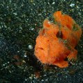 2018-10-25-14Anglerfisch.jpg