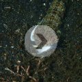 2018-10-25-21Eidechsenfisch