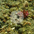 2018-10-26-02FlammendeSepia