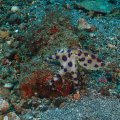 2018-10-26-05BlauringOctopus