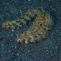 2018-10-26-15Schnecke
