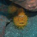 2018-10-26-16HaarigerAnglerfisch