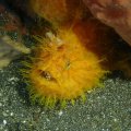 2018-10-26-17HaarigerAnglerfisch