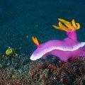 2018-10-26-19Schnecke