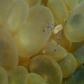 2018-10-26-21Garnele