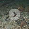 2018-10-26-23Octopus