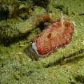 2018-10-26-24Schnecke