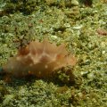2018-10-27-01Schnecke