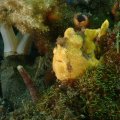 2018-10-27-08Anglerfisch