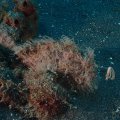 2018-10-27-12Anglerfisch