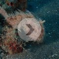 2018-10-27-14Anglerfisch