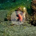 2018-10-28-06Anglerfisch