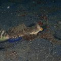 2018-10-28-07Walkmann