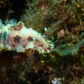 PB029847